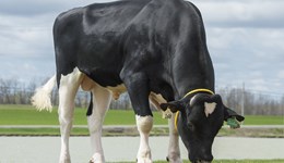 More economic options for block calving herds